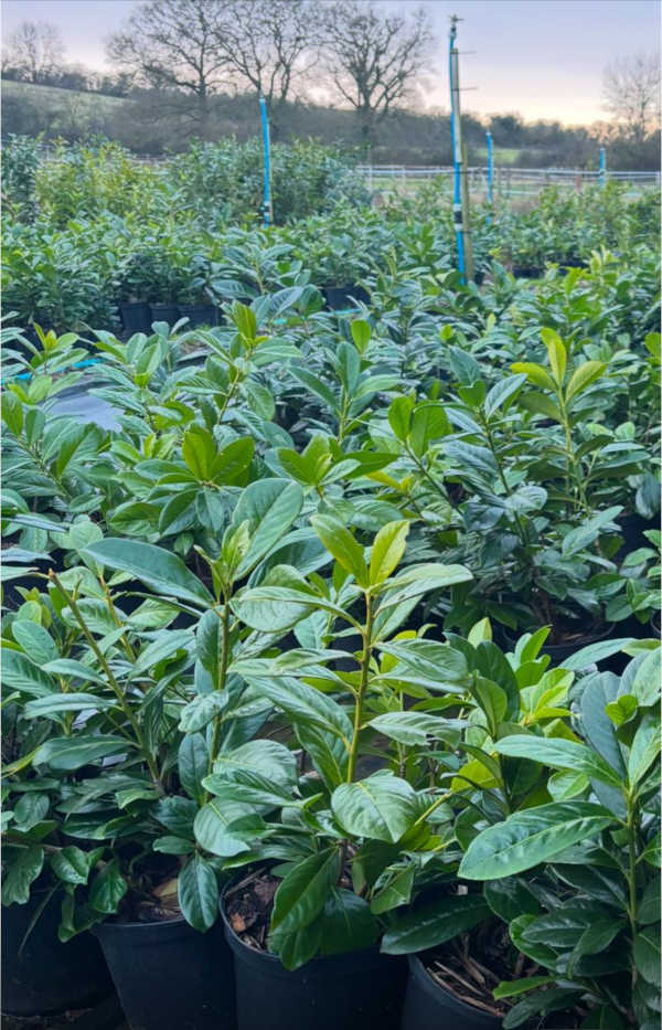 Hedge 03