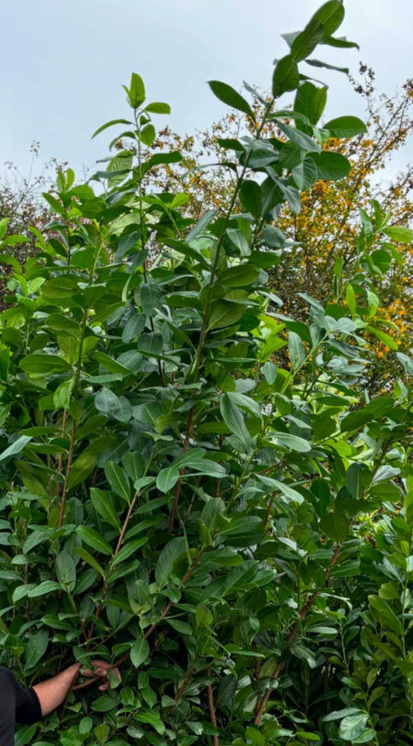 Hedge 07